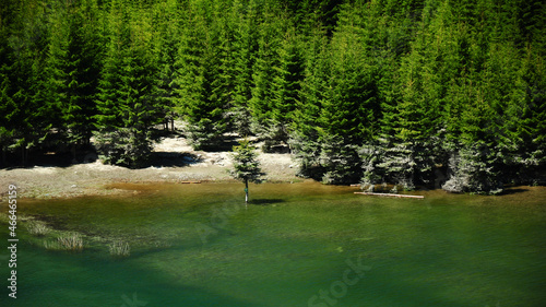 The azure waters of Galbenu lake have flooded the nearby coniferous forest. A spruce tree stands in the calm waters. Springtime, Carpathia, Romania. photo