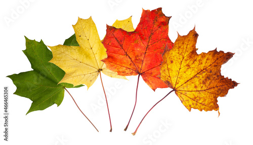 Norway maple tree leaves turning colours isolated on white