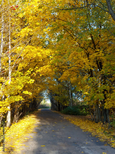 Alley with autumn trees with yellow foliage