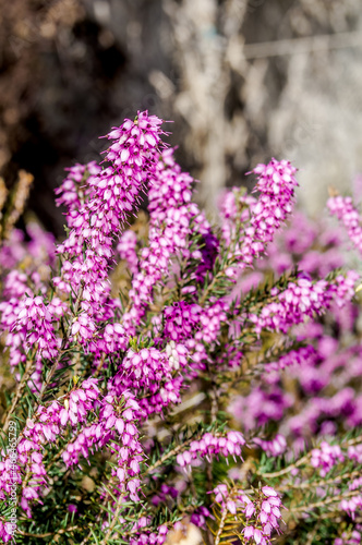 Winter Heath (Erica carnea) in park, Crimea