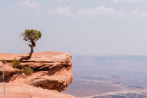 Lone Tree