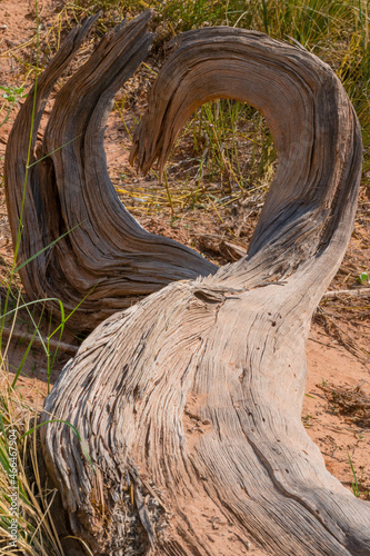Tree heart