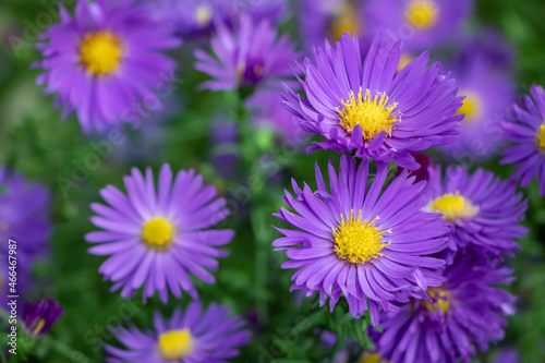 Beautiful violet chrysanthemum as background picture. Chrysanthemum september. Chrysanthemum wallpaper  chrysanthemums in autumn.