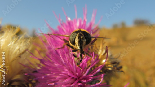 An insect, tenacious Ilnitsa, Eristalis tenax, a hoverfly, cleans its proboscis from pollen, sitting on a flower in a field on an autumn sunny day, close-up, front view. photo