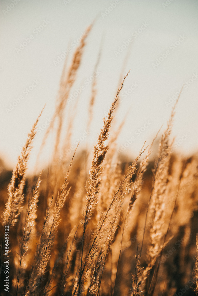 field of wheat field of wheat