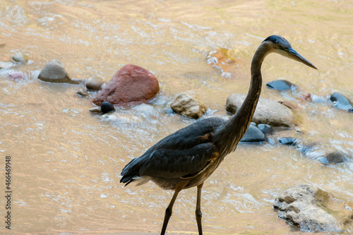 Great Blue Heron