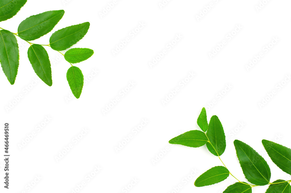 Twigs with green leaves on a white background. Natural background with place for text