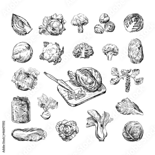 Collection of monochrome illustrations of cabbage in sketch style. Hand drawings in art ink style. Black and white graphics.