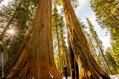 Girl in Sequoia National Park, United States Of America photo