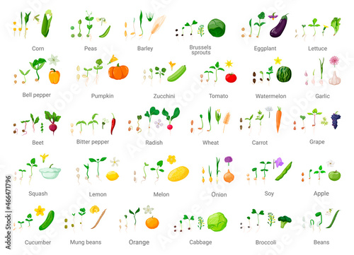 Chains of germination of seeds. Detailed illustration of the growth of vegetables and fruits.