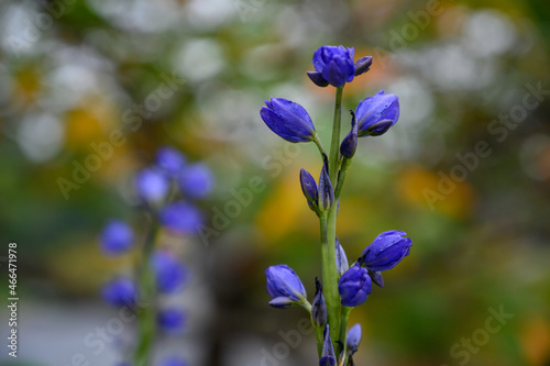 花 © Tsuneaki Hiramatsu