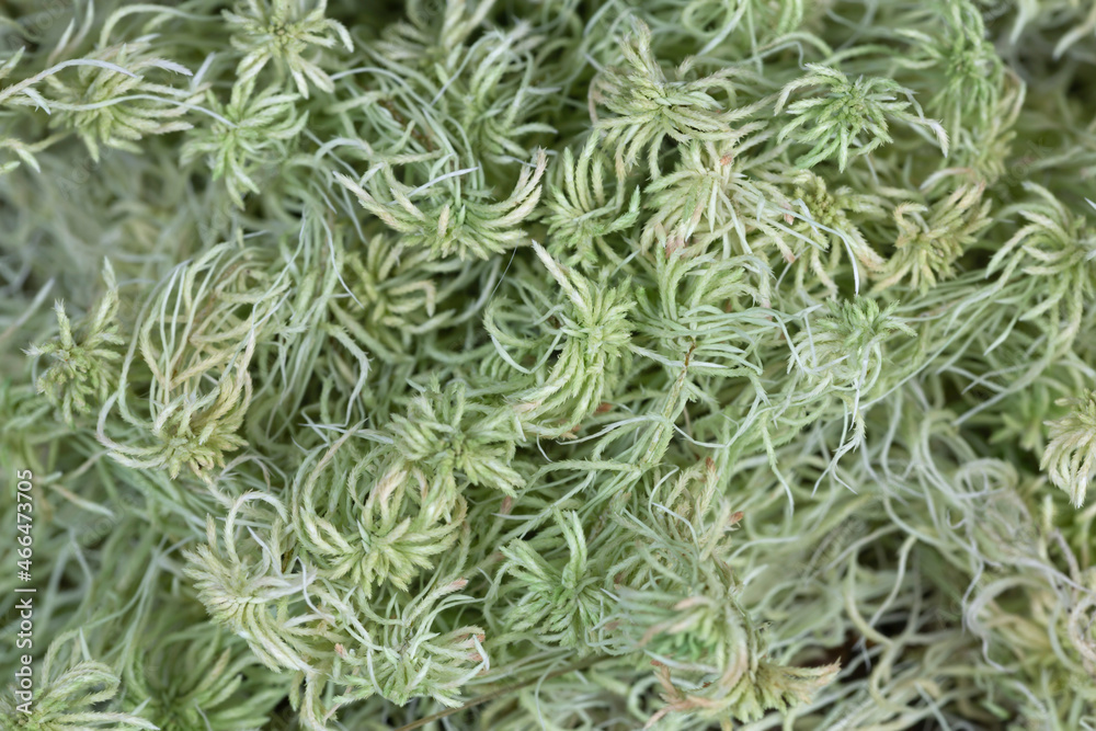 Dried peat moss, Sphagnum