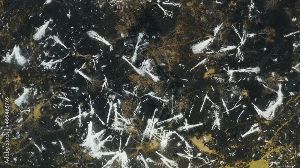 Climate emergency.Climate change. Global warming.Epic aerial rotating view of ash patterns of burnt trees caused by drought and climate change Climate emergency.Climate change. Global warming.Epic aerial rotating view of ash patterns of burnt trees caused by drought and climate change