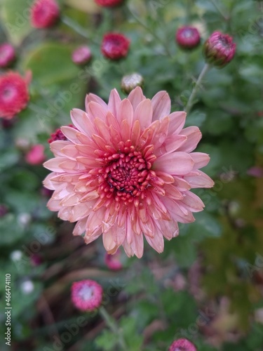 pink flower