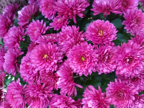 chrysanthemum flowers