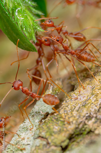 a group of weaver ants looking for a drink from the water at the end of the grass leaves © parianto