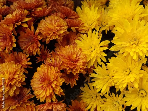 autumn flowers background