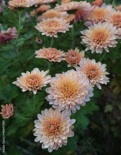 peach chrysanthemum