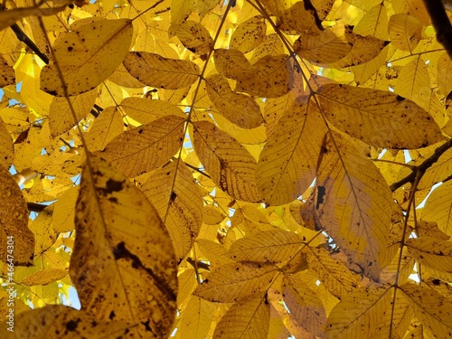 autumn leaves background