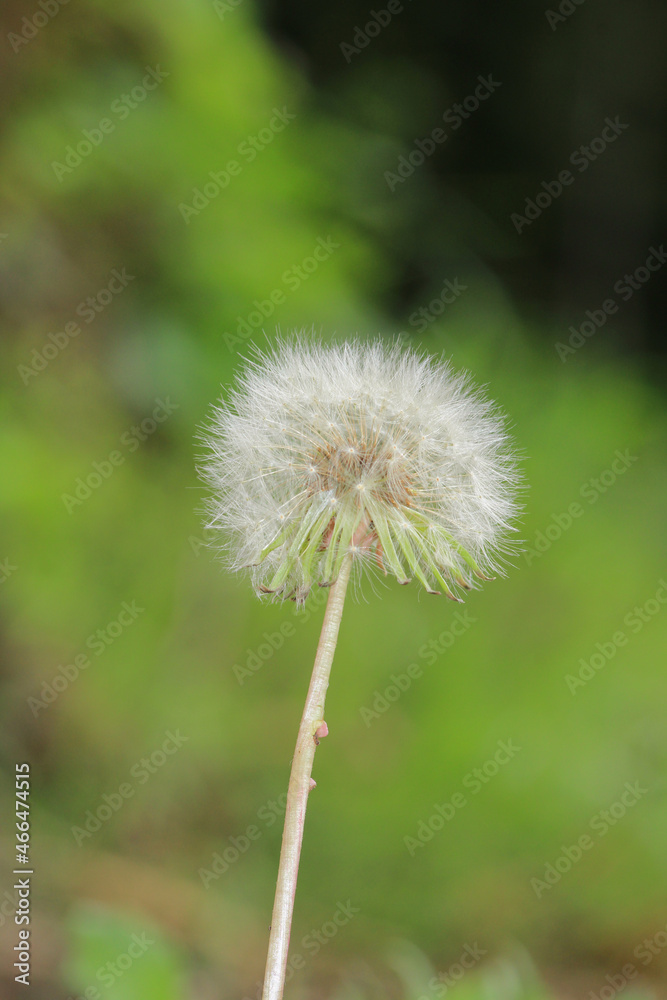 dandelion seeds are thrown in the wind