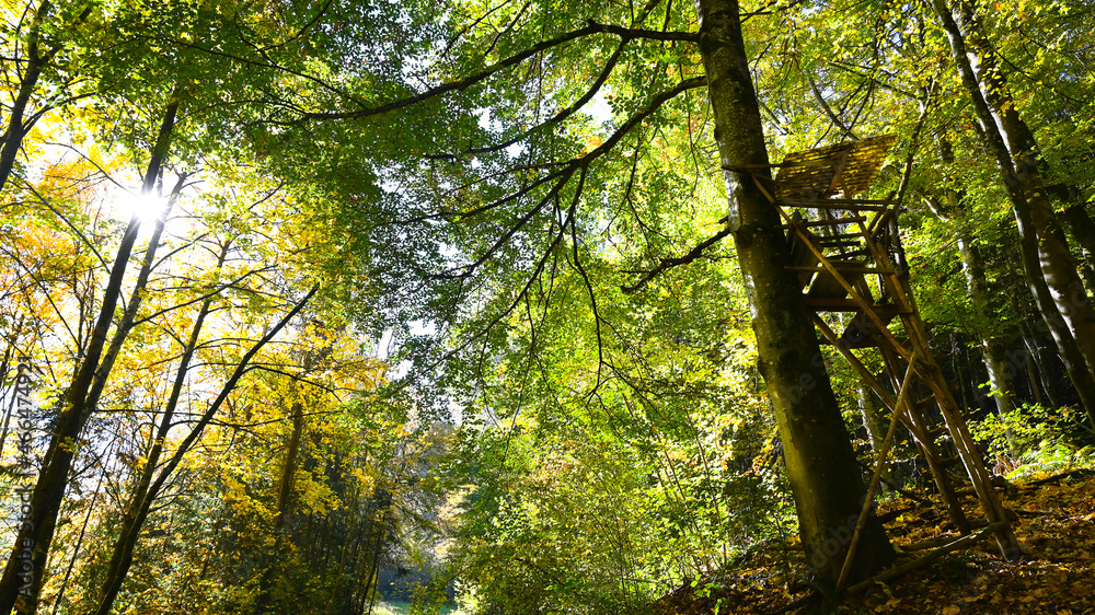 Hunter stand in autumn forest with sunbeams. Woodland. Hunter stand in autumn forest with sunbeams. Woodland.