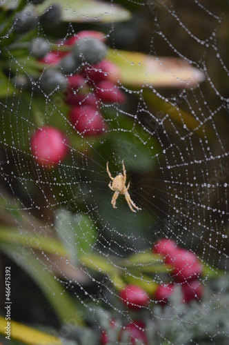 A spider on a web full of rain drops 