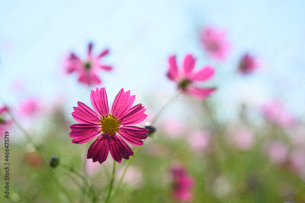 Fototapeta premium コスモス