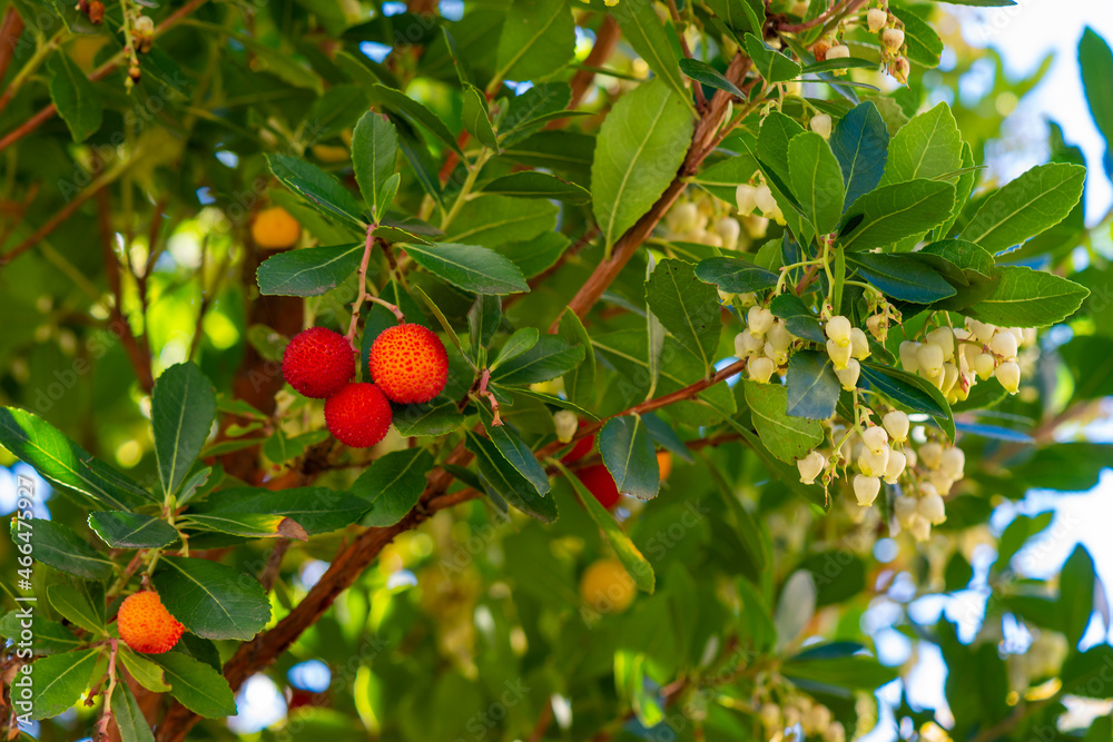 Fruits et fleurs d'Arbutus Unedo en automne. Egalement appelé arbousier ou arbre à fraises, cet arbre produit de petits fruits rouges comestibles appelés arbouses et ressemblant à des fraises 