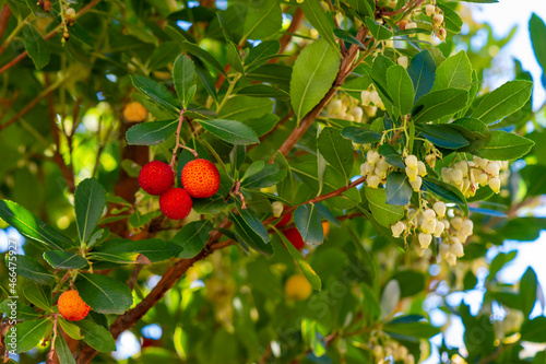 Fruits et fleurs d'Arbutus Unedo en automne. Egalement appelé arbousier ou arbre à fraises, cet arbre produit de petits fruits rouges comestibles appelés arbouses et ressemblant à des fraises 