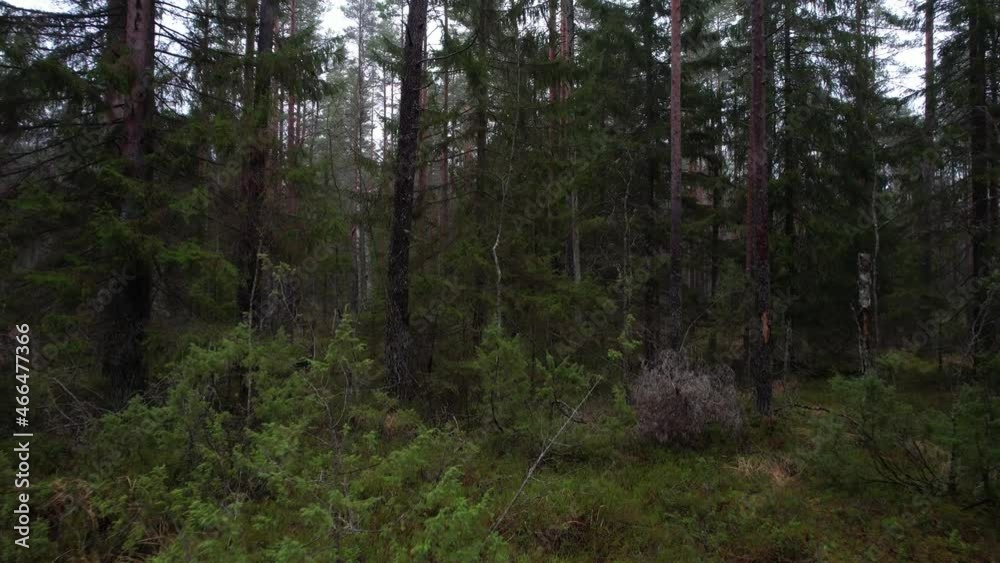 Forest in the morning. Forest in the morning.