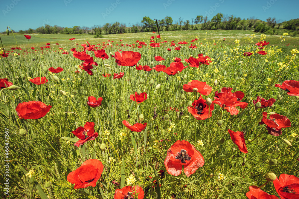 Obraz premium Panoramic scenic view of the field with blooming red poppies. The concept of agriculture and plant cultivation of papaver flowers