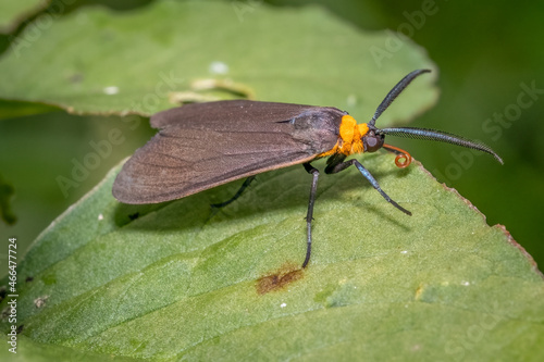 Yellow-collared Scape Moth (Cisseps fulvicollis) rests on a leaf. Raleigh, North Carolina.