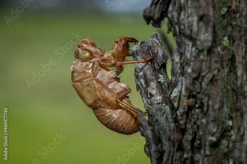 The exuviae, exoskeleton, or shell of a cicada attached to a sliver of bark of a pine tree. Raleigh, North Carolina. photo