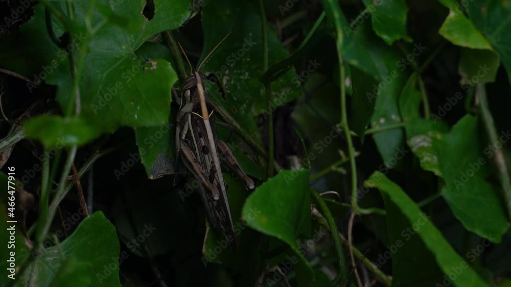 Grasshopper hid silently on the green leaf of the gourd at night.