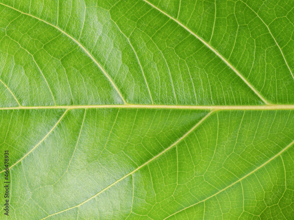 Tree leaf of tropical plant, vacation and relaxation concept: small leaves for greeting card design and decoration