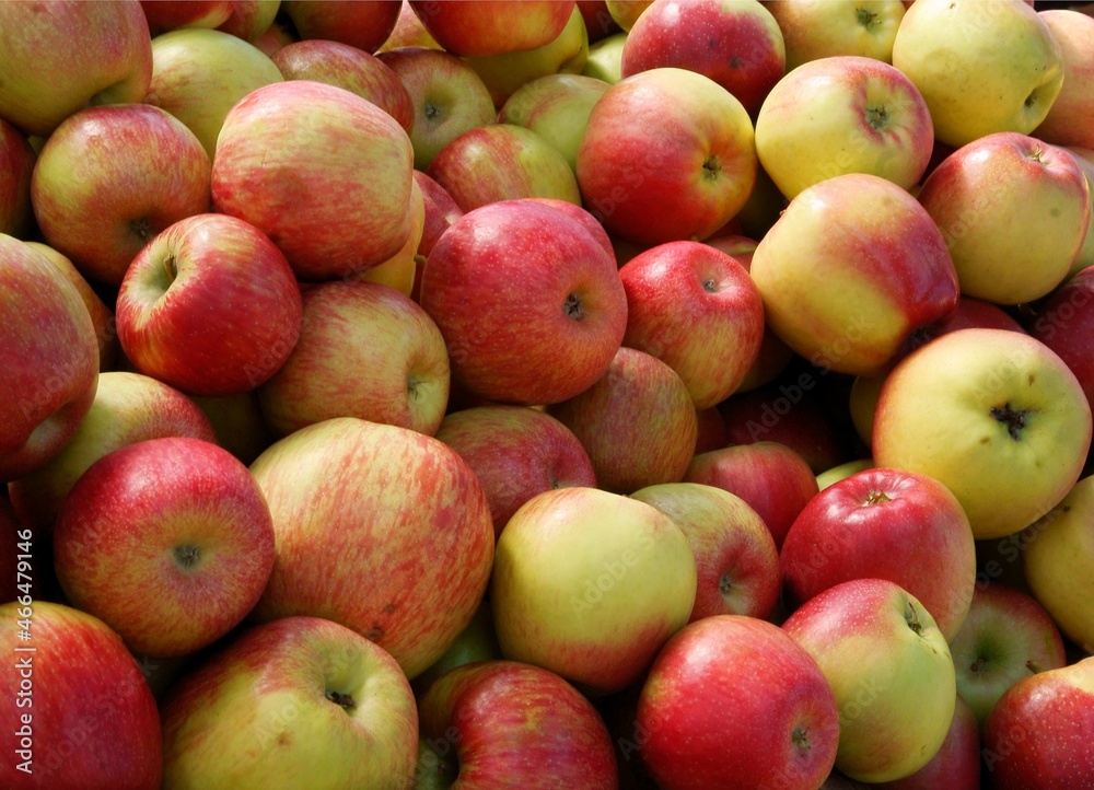 multicolor tasty apples from garden as vegetarian delicious food multicolor tasty apples from garden as vegetarian delicious food