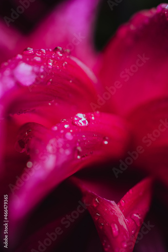 Flower Water Drop 3