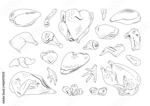Collection of chicken parts in a linear style. Chicken cut for shops and restaurants.
