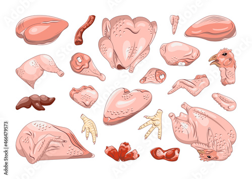 Collection of chicken parts in a realistic style. Chicken cut for shops and restaurants.