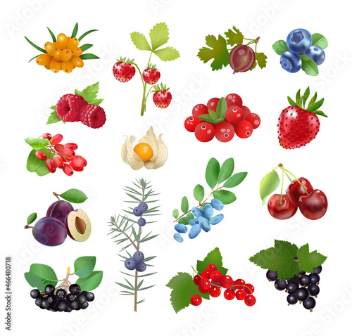Vector collection of berries in a realistic style.