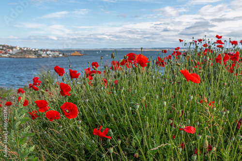Poppy flowers bloom in the field with sea in the background 