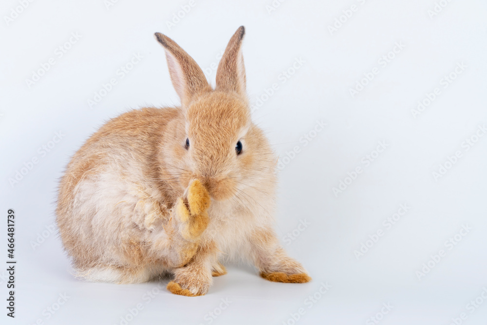 Easter animal concept. Lovely furry baby brown rabbit bunny cleaning own body while sitting alone over isolated white background.