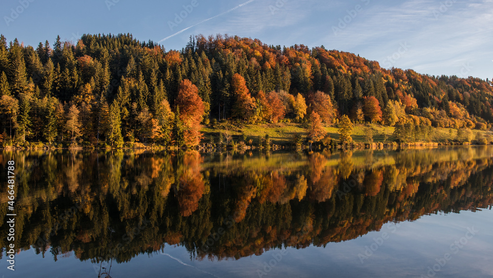 Fototapeta premium Wald mit Herbstlaub spiegelt im Wasser