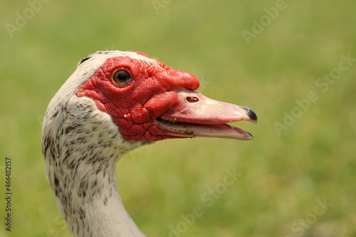Closeup of muscovy duck's beak, eye, and caruncles details photo