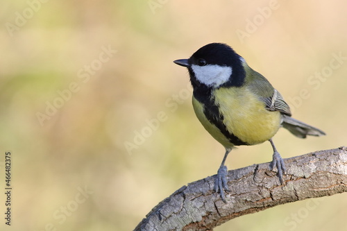 Parus major (Eurasian Great Tit) bird perched on twig