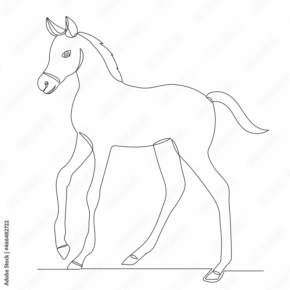Obraz premium sketch foal line drawing, vector