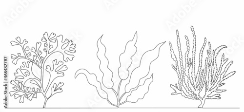 sketch seaweed line drawing, vector