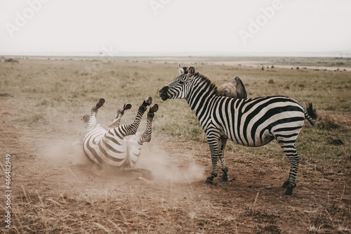 Photography Group of zebras fighting on a wild Kenyan safari