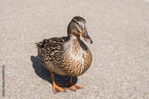 Duck on the shore separately