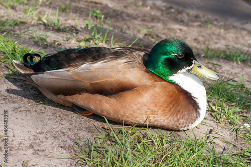 Duck on the shore separately